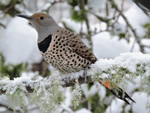 Flicker and Snow